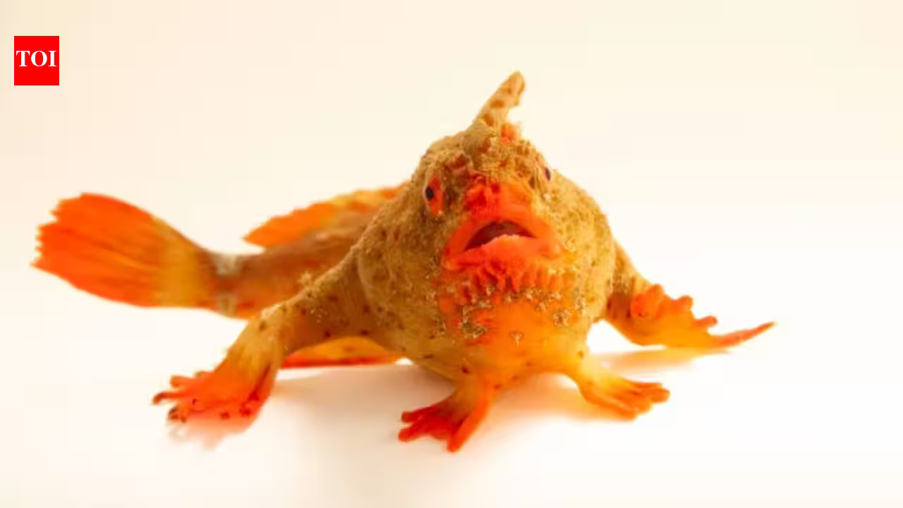 Photo Ark: Meet the red handfish, the critically endangered ‘walking’ fish that became Photo Ark’s 18,000th species Photo Ark: Meet the red handfish, the critically endangered ‘walking’ fish that became Photo Ark’s 18,000th species