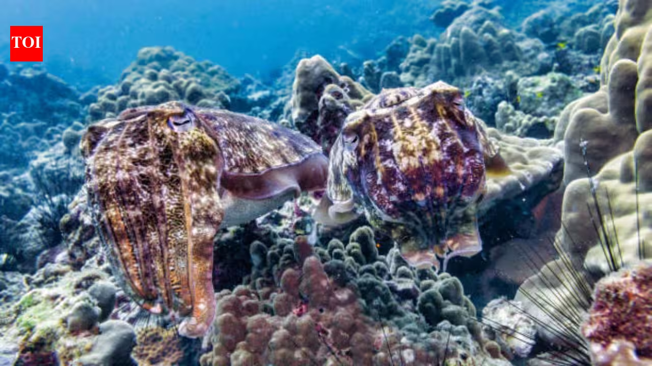 Every winter, more than 100,000 cuttlefish gather in Australia in a mating period that is the only one in the world; but in 2026, fewer than 10 arrived and scientists are trying to figure out why Every winter, more than 100,000 cuttlefish gather in Australia in a mating period that is the only one in the world; but in 2026, fewer than 10 arrived and scientists are trying to figure out why