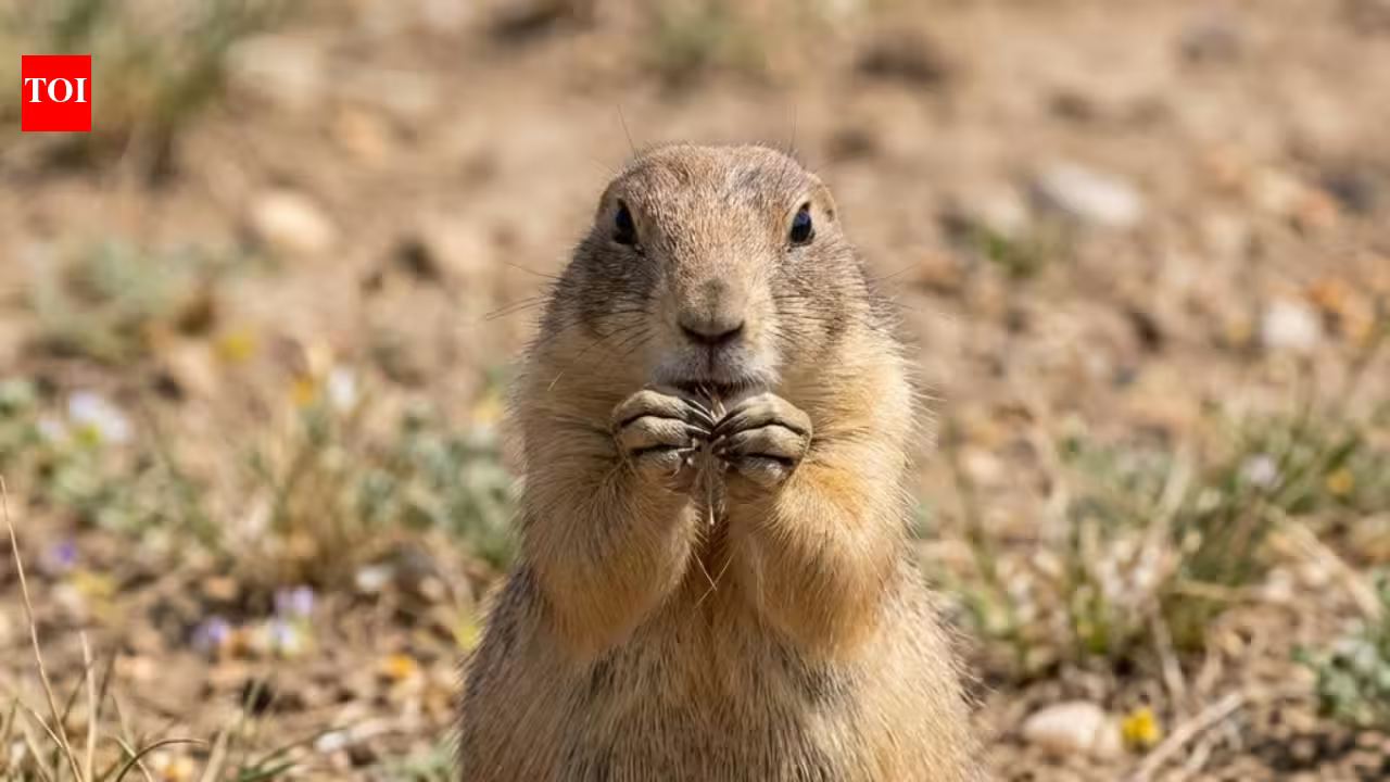 America spent decades poisoning prairie dogs as pests, but scientists found they help keep grasslands healthy | America spent decades poisoning prairie dogs as pests, but scientists found they help keep grasslands healthy |