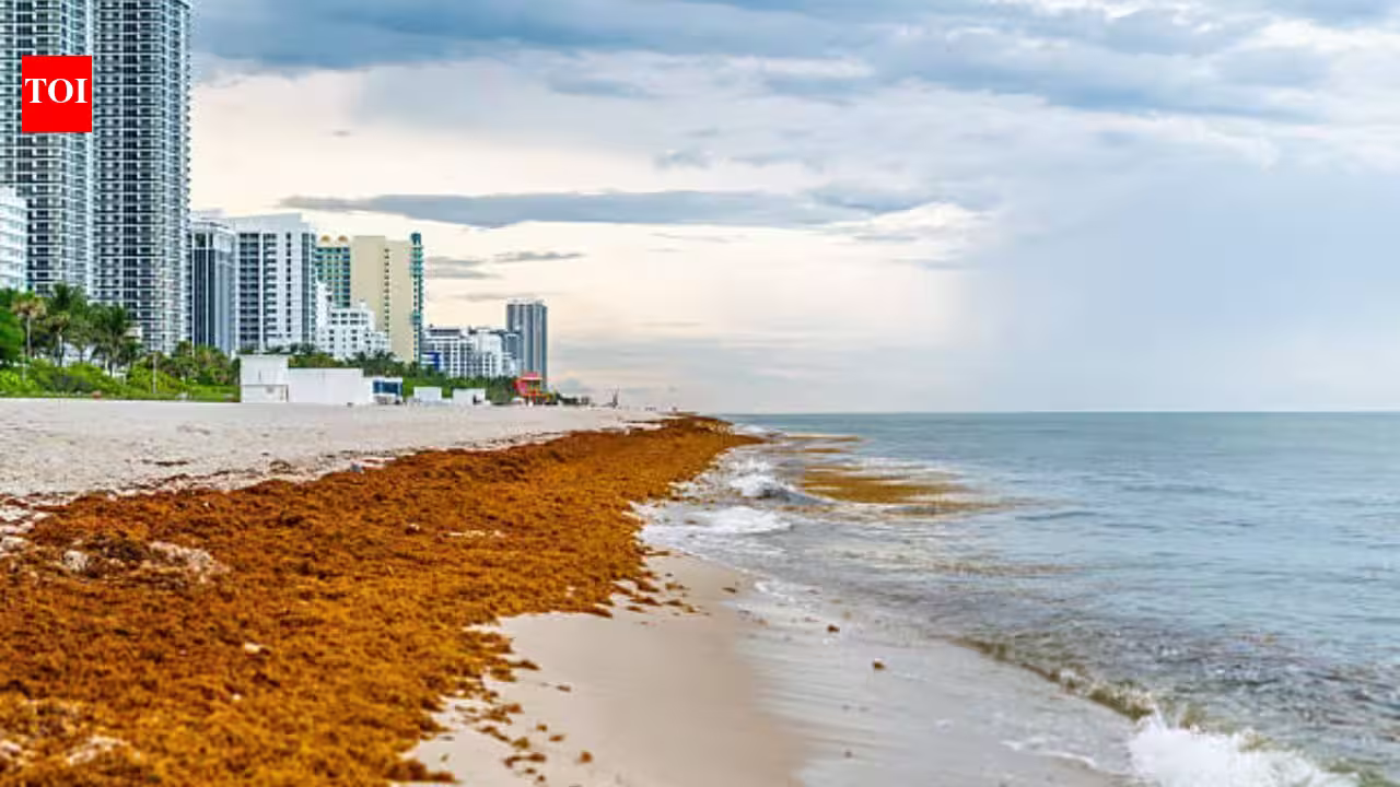 Mexico cleaned over 100K tons of sargassum at the beginning of 2026, but is still facing a seaweed crisis due to the invasive species deeply impacting its tourism Mexico cleaned over 100K tons of sargassum at the beginning of 2026, but is still facing a seaweed crisis due to the invasive species deeply impacting its tourism