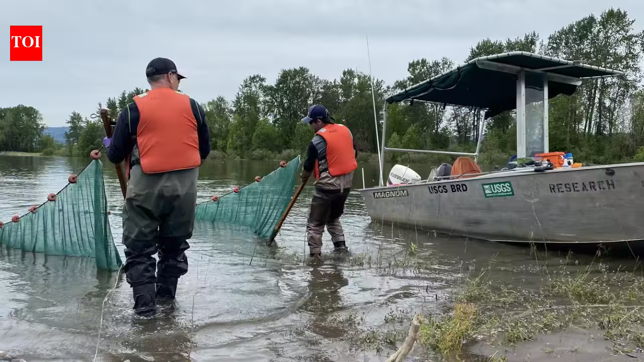 In 2020, engineers pumped 225,000 cubic yards of dredged sediment into the Columbia River; it became four new islands now being studied as salmon habitat In 2020, engineers pumped 225,000 cubic yards of dredged sediment into the Columbia River; it became four new islands now being studied as salmon habitat