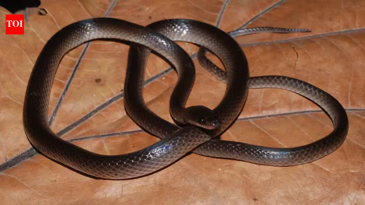 A new snake species discovered in the jungle has been named after Guns N’ Roses guitarist Slash; here’s why scientists chose the rock star’s name A new snake species discovered in the jungle has been named after Guns N’ Roses guitarist Slash; here’s why scientists chose the rock star’s name