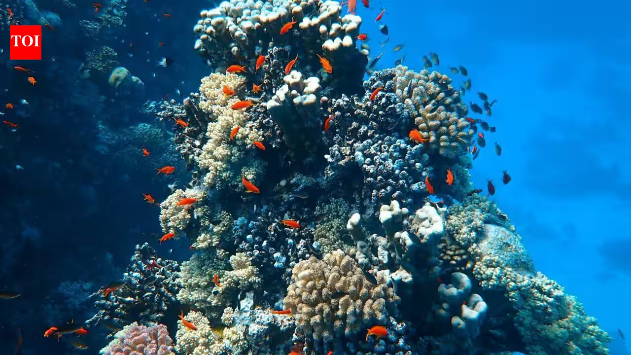 In 2025, Miami Beach sank 22 concrete cars 20 feet underwater; the surreal traffic jam was built to support 2,200 corals and marine life In 2025, Miami Beach sank 22 concrete cars 20 feet underwater; the surreal traffic jam was built to support 2,200 corals and marine life