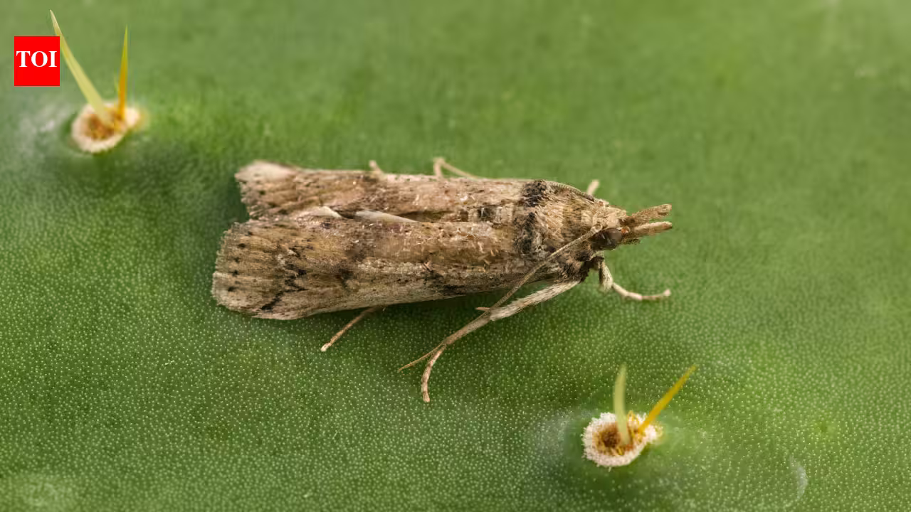 A cactus-eating moth released on Caribbean islands as biological control later reached Florida; since appearing there in 1989 it has spread west to Texas and become a threat to native prickly pears A cactus-eating moth released on Caribbean islands as biological control later reached Florida; since appearing there in 1989 it has spread west to Texas and become a threat to native prickly pears