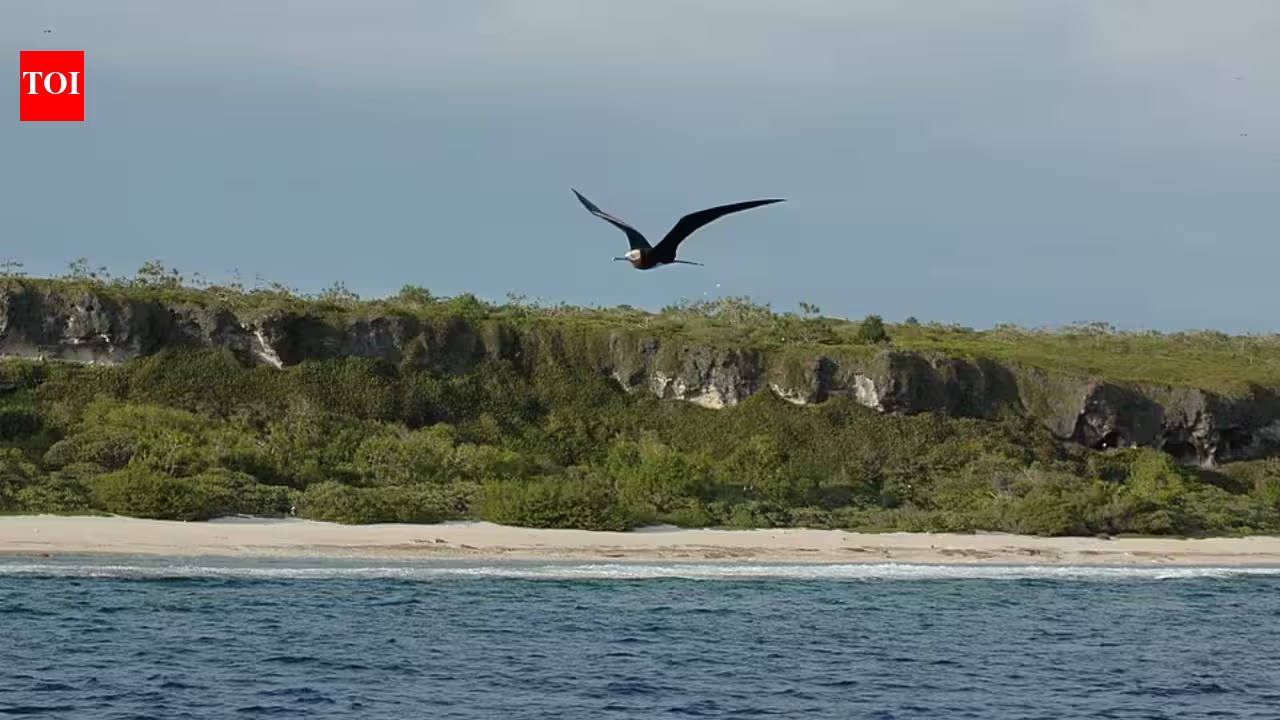 In 2011, conservationists dropped 75 tonnes of poisoned bait on Henderson Island; only about 60–80 rats survived, but within two years their population was back to roughly two-thirds of its former level In 2011, conservationists dropped 75 tonnes of poisoned bait on Henderson Island; only about 60–80 rats survived, but within two years their population was back to roughly two-thirds of its former level