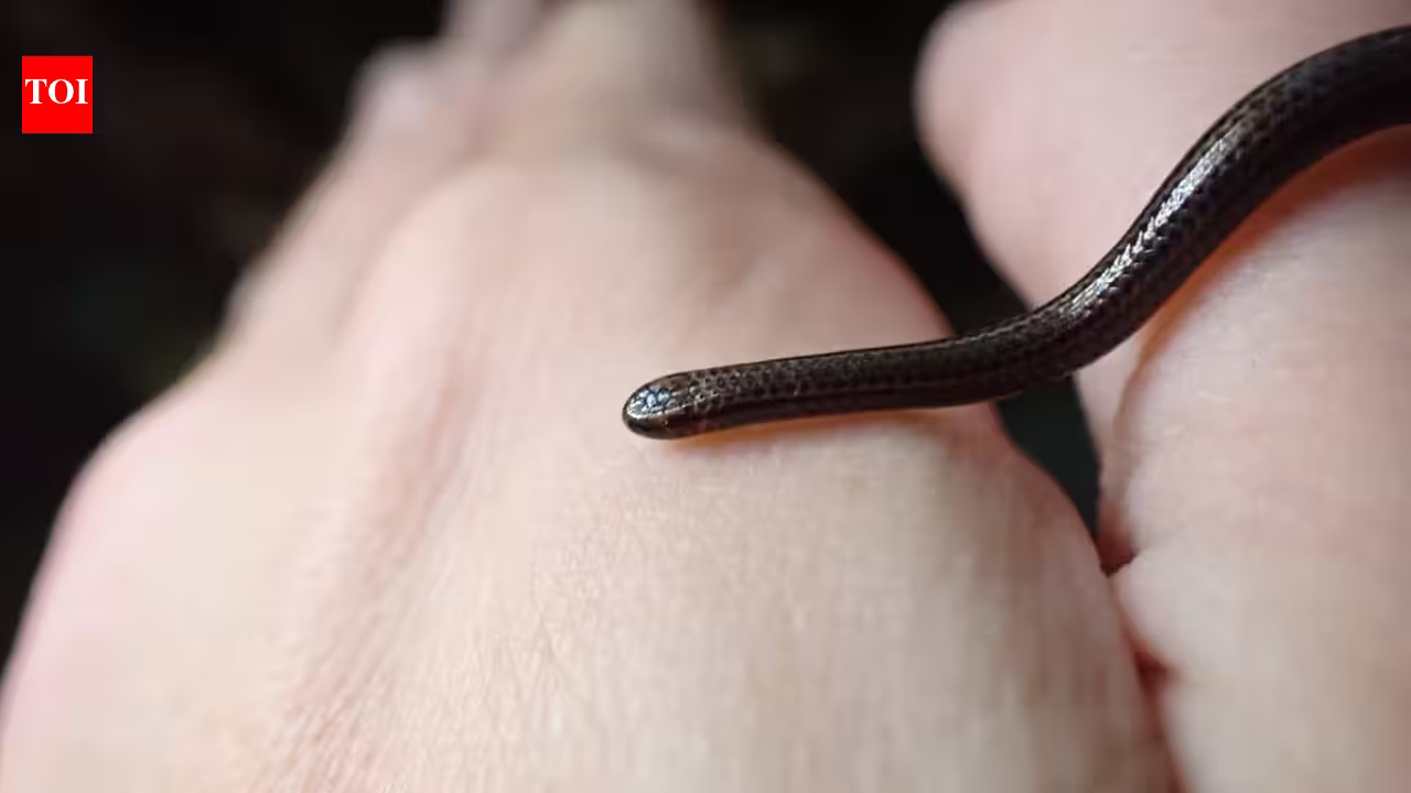 Scientists overturned hundreds of rocks in Barbados and finally found the world’s smallest snake after 20 years | Scientists overturned hundreds of rocks in Barbados and finally found the world’s smallest snake after 20 years |