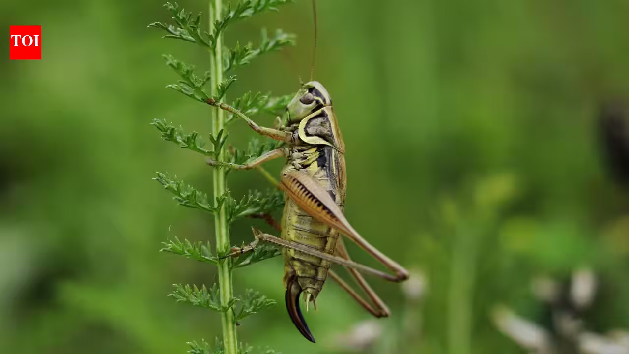 In 2005, crickets were fertilised aboard the ISS; 112 embryos and larvae were studied, and the microgravity-exposed larvae hatched earlier than ground controls In 2005, crickets were fertilised aboard the ISS; 112 embryos and larvae were studied, and the microgravity-exposed larvae hatched earlier than ground controls