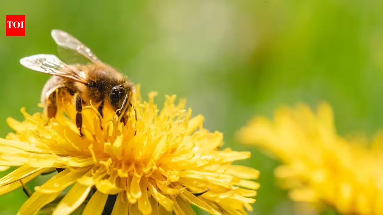 Why August can become a hungry month for honeybees, despite summer still being in full swing Why August can become a hungry month for honeybees, despite summer still being in full swing