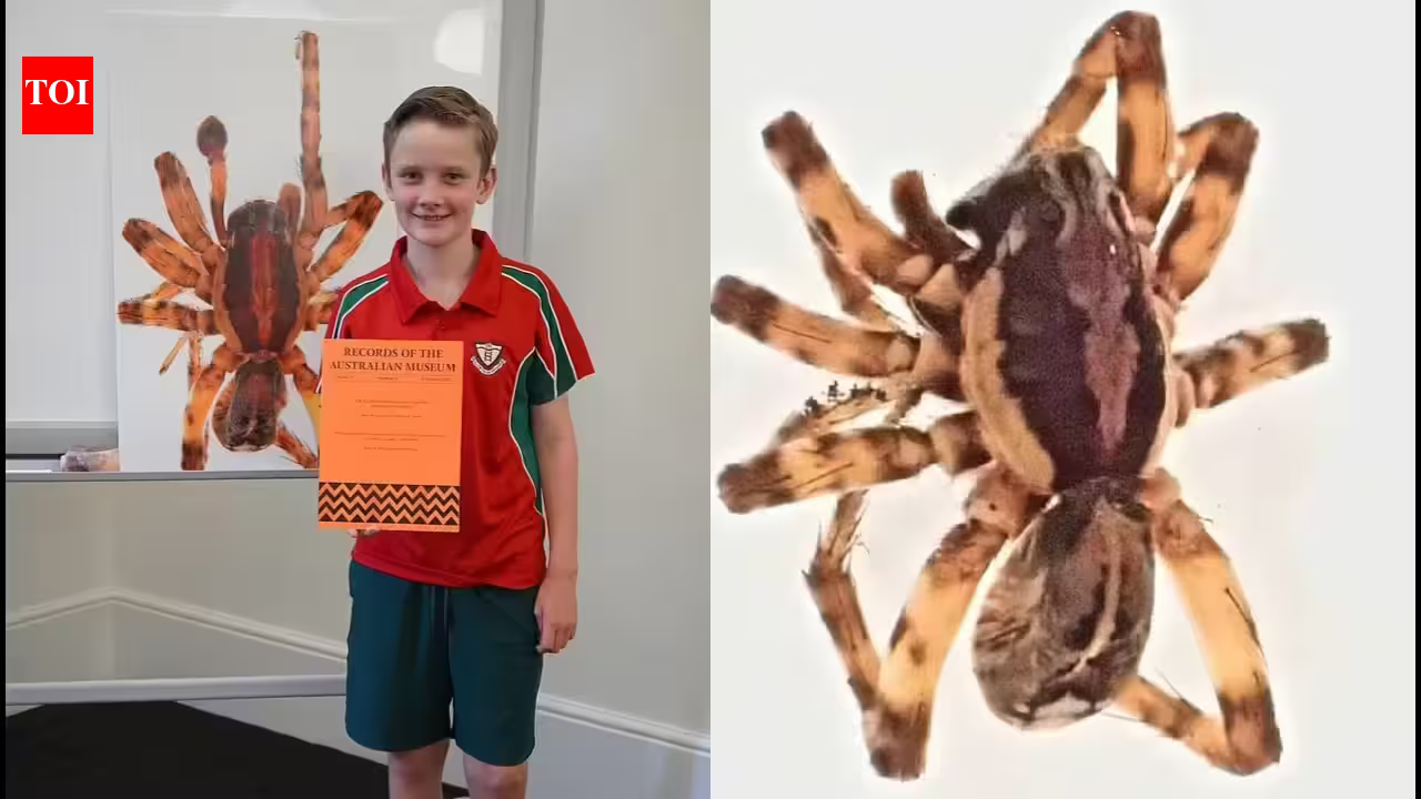 In 2020, 10-year-old Murphy Widdowson collected a spider on a remote Australian island that experts could not identify; scientists later declared it a new species and named it Artoriopsis murphyi after him In 2020, 10-year-old Murphy Widdowson collected a spider on a remote Australian island that experts could not identify; scientists later declared it a new species and named it Artoriopsis murphyi after him