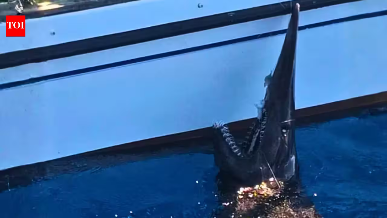 In 2024, fishers accidentally caught a 2.5-metre goblin shark alive off the Canary Islands, marking the first recorded live sighting of the species there | In 2024, fishers accidentally caught a 2.5-metre goblin shark alive off the Canary Islands, marking the first recorded live sighting of the species there |