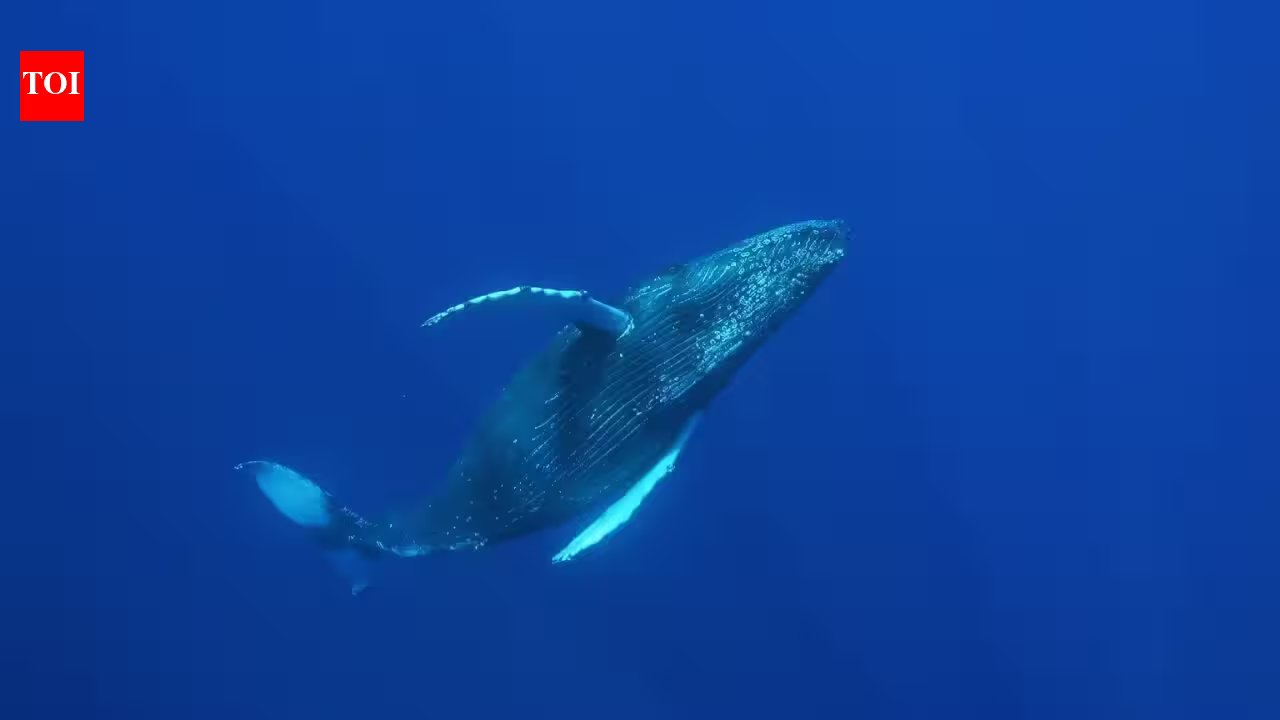 Scientists turn undersea internet cables into giant whale detectors that can track even silent whales through tiny changes in water movement | Scientists turn undersea internet cables into giant whale detectors that can track even silent whales through tiny changes in water movement |