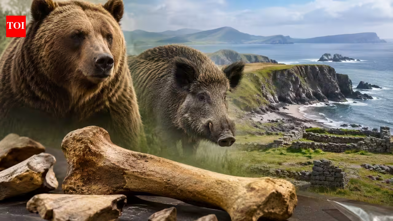 For 30 years, the “Kerry cow” bones were seen as proof of early farming in Ireland; scientists now say they belonged to a bear and wild boar For 30 years, the “Kerry cow” bones were seen as proof of early farming in Ireland; scientists now say they belonged to a bear and wild boar