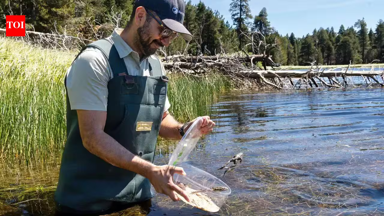 California releases more than 3,000 endangered mountain frogs into the wild, restoring a species that has lost most of its home | California releases more than 3,000 endangered mountain frogs into the wild, restoring a species that has lost most of its home |