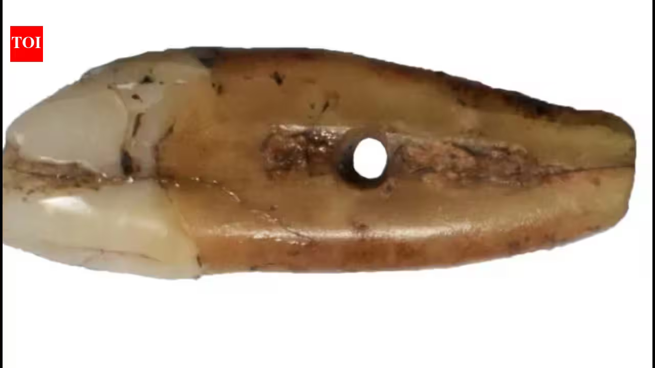6,500 years ago, someone drilled a human tooth and wore it as a pendant; archaeologists found it sitting in a Serbian museum collection 6,500 years ago, someone drilled a human tooth and wore it as a pendant; archaeologists found it sitting in a Serbian museum collection