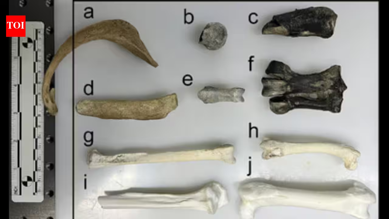 55 million-year-old penguin fossils reveal hidden chemical clues about Antarctica before the continent became frozen | 55 million-year-old penguin fossils reveal hidden chemical clues about Antarctica before the continent became frozen |
