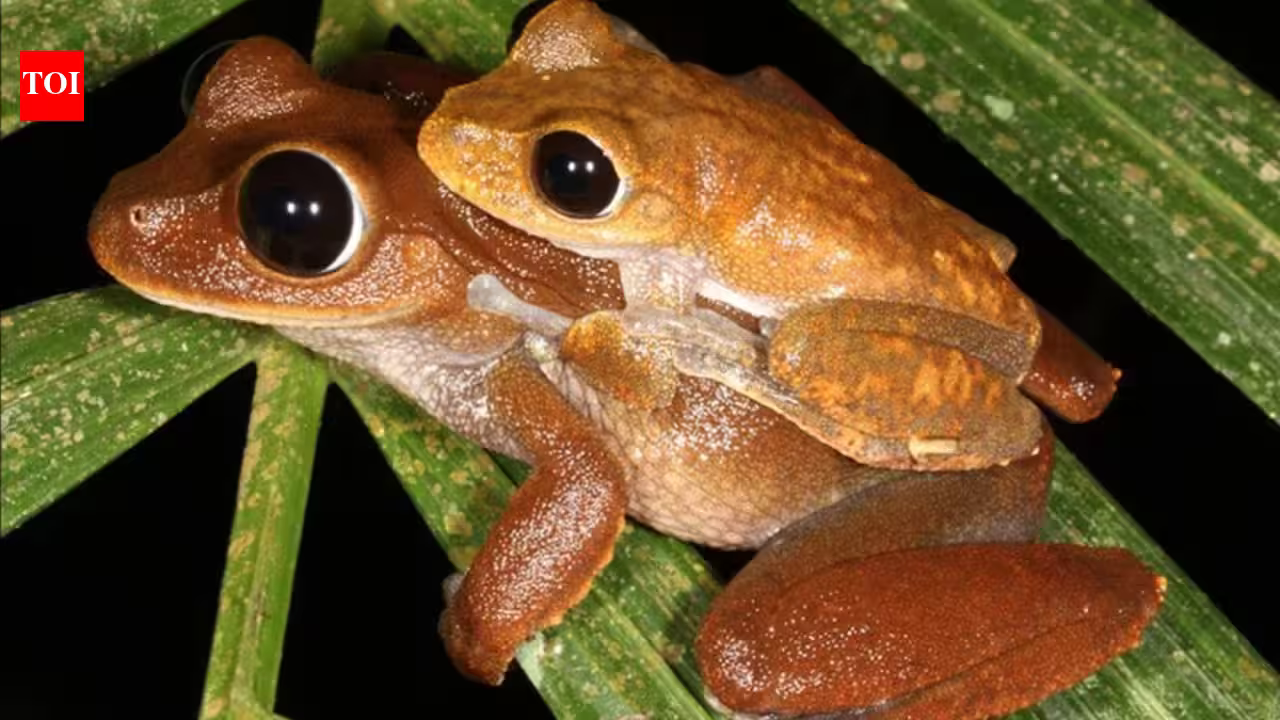 Scientists searched for threatened Australian rainforest frogs without seeing or hearing them; DNA in creek water collected up to 22 km downstream revealed populations in places where the frogs had disappeared Scientists searched for threatened Australian rainforest frogs without seeing or hearing them; DNA in creek water collected up to 22 km downstream revealed populations in places where the frogs had disappeared