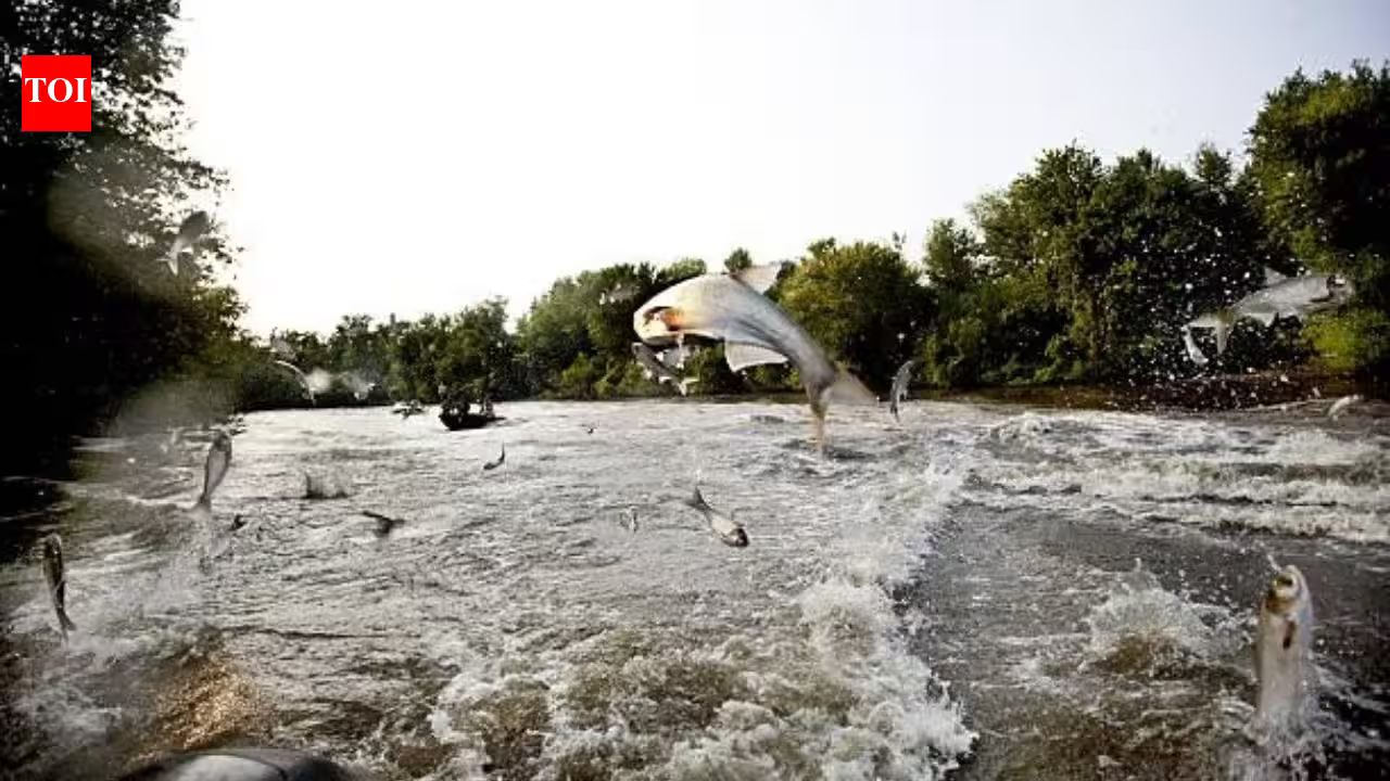 In 2009, Minnesota treated Pickerel Lake with fish poison to remove common carp; afterward water clarity rose nearly 600% and plant cover climbed from 4.6% to 90% In 2009, Minnesota treated Pickerel Lake with fish poison to remove common carp; afterward water clarity rose nearly 600% and plant cover climbed from 4.6% to 90%