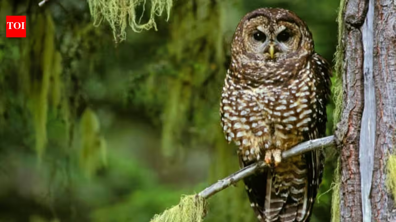 In 1990, the northern spotted owl became a symbol of America’s logging wars; 36 years later, scientists say it is already functionally extinct across large swaths of its range In 1990, the northern spotted owl became a symbol of America’s logging wars; 36 years later, scientists say it is already functionally extinct across large swaths of its range
