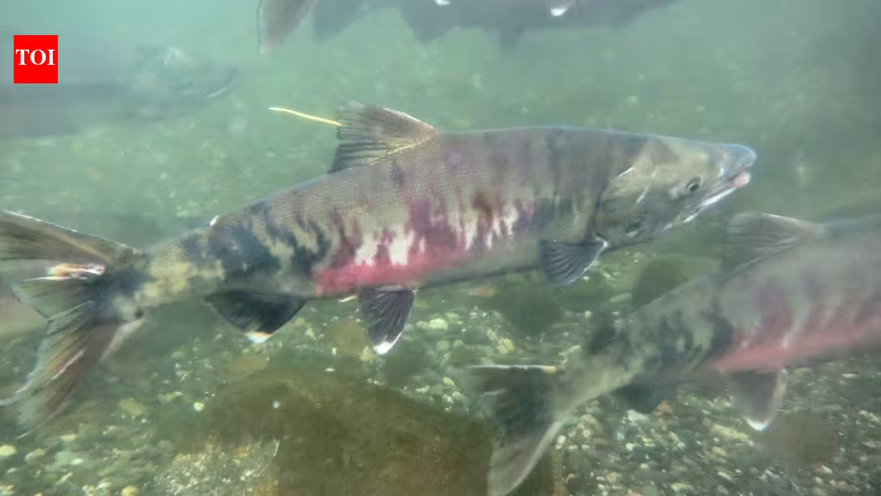 In the early 1990s, fewer than 1,000 threatened chum salmon returned to this Washington watershed; recent returns average 32,600 a year as a $9.7 million river restoration nears completion In the early 1990s, fewer than 1,000 threatened chum salmon returned to this Washington watershed; recent returns average 32,600 a year as a $9.7 million river restoration nears completion