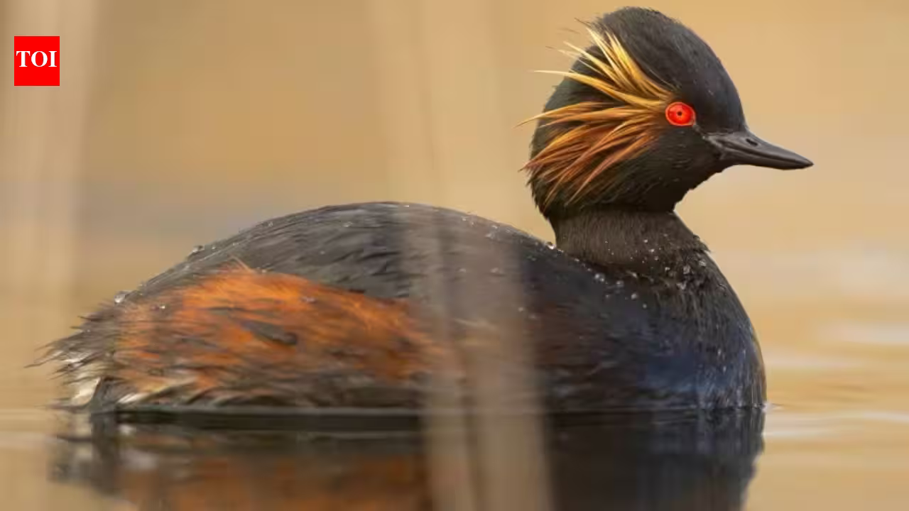 An English dumping ground for canal dredgings was restored as wetland; black-necked grebes rose from 4 breeding pairs to 35 in two years, and it now holds 64% of the UK population An English dumping ground for canal dredgings was restored as wetland; black-necked grebes rose from 4 breeding pairs to 35 in two years, and it now holds 64% of the UK population
