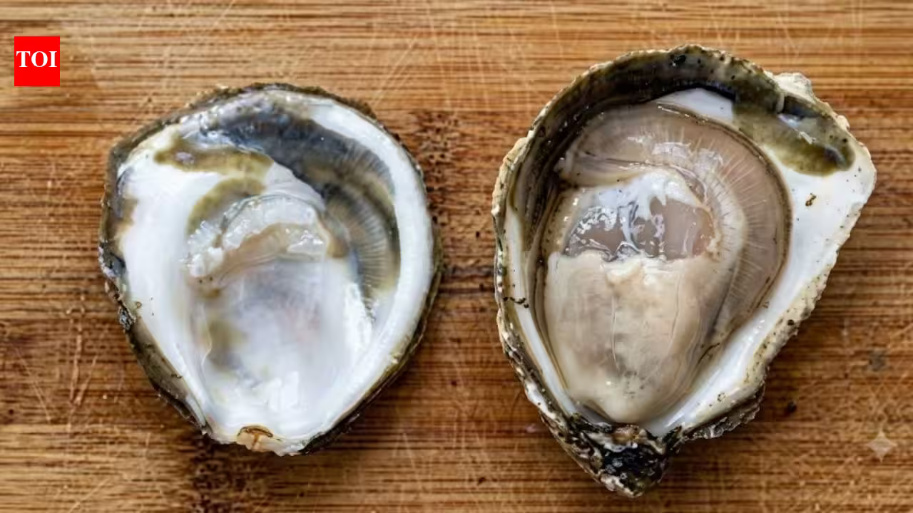 Oysters can carry a bacterium that can be deadly to humans without getting sick; scientists found how it survives inside them | Oysters can carry a bacterium that can be deadly to humans without getting sick; scientists found how it survives inside them |