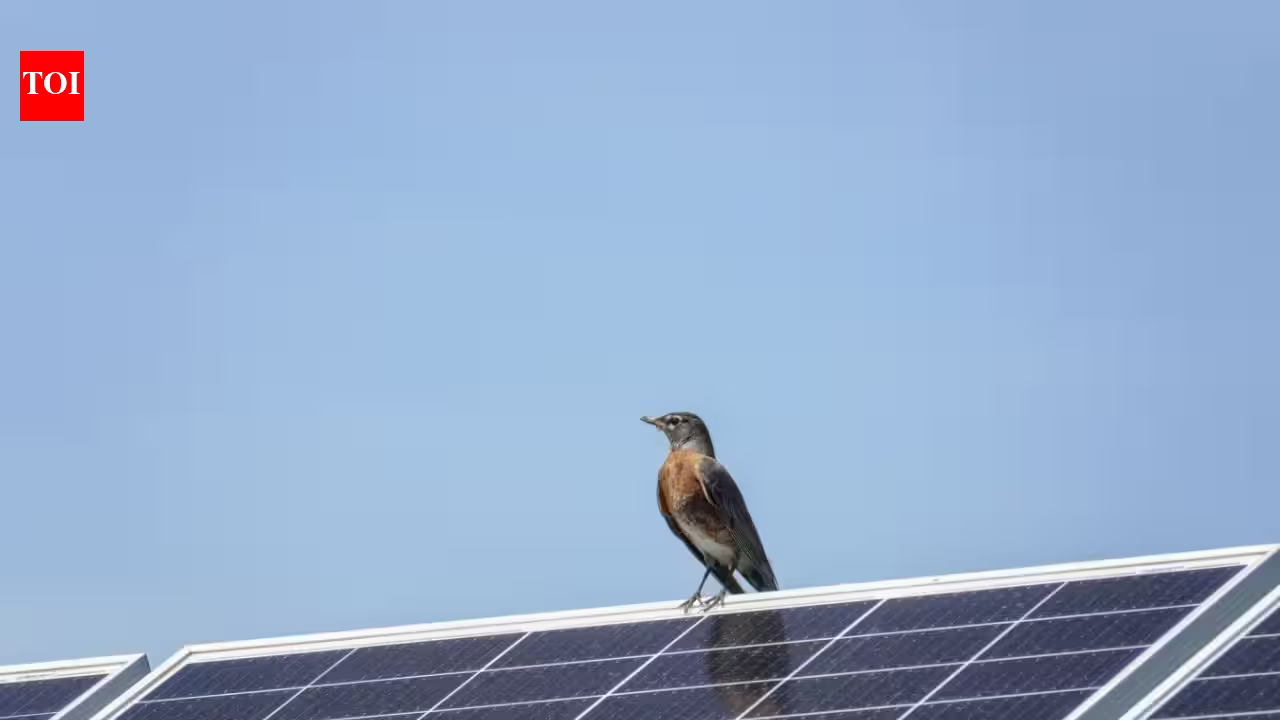 AI cameras watched birds around solar panels for 17,000 hours and recorded no collisions; scientists are now testing the system in 7 US states | AI cameras watched birds around solar panels for 17,000 hours and recorded no collisions; scientists are now testing the system in 7 US states |