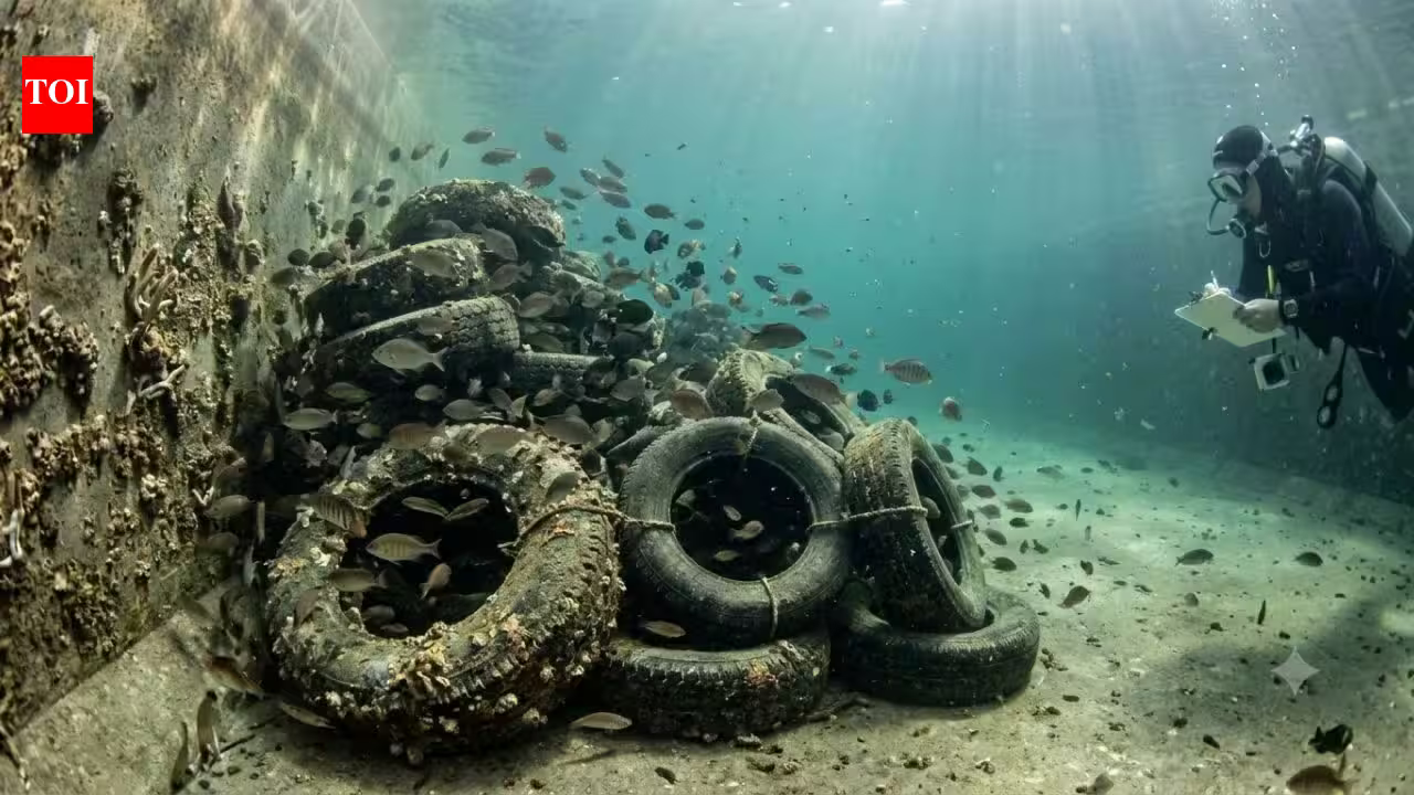 In 1994, researchers in California and Arizona turned discarded tyres into underwater reefs and found 20 times more fish in concrete canals | In 1994, researchers in California and Arizona turned discarded tyres into underwater reefs and found 20 times more fish in concrete canals |