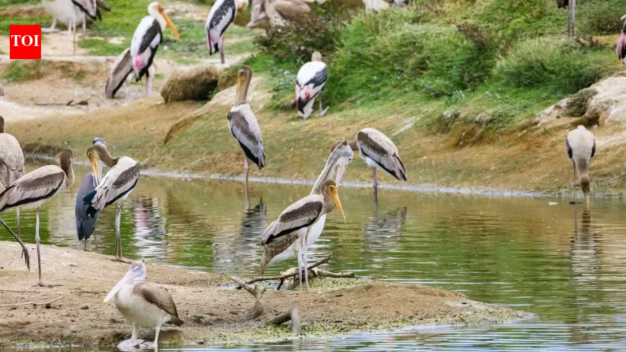 Galveston Bay Waterbirds: In the 1930s, Texas built 3 bird-nesting islands from dredged mud; all vanished, but one rebuilt 4.5-acre island now hosts more than 2,500 nesting pairs Galveston Bay Waterbirds: In the 1930s, Texas built 3 bird-nesting islands from dredged mud; all vanished, but one rebuilt 4.5-acre island now hosts more than 2,500 nesting pairs