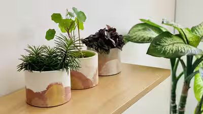 Diy Hacks For Plant Corners: 5 easy DIY hacks to create a luxury plant corner without spending a fortune | Diy Hacks For Plant Corners: 5 easy DIY hacks to create a luxury plant corner without spending a fortune |