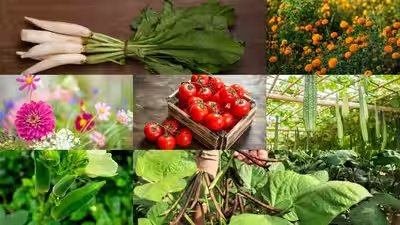 Best Seeds To Sow In August: August gardening guide: Which are the best seeds to sow this month Best Seeds To Sow In August: August gardening guide: Which are the best seeds to sow this month