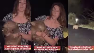 U.S. influencer faced tough action in Australia after picking up a baby wombat from its distressed mother for a viral ‘reel’; an important lesson for wildlife-loving travellers | U.S. influencer faced tough action in Australia after picking up a baby wombat from its distressed mother for a viral ‘reel’; an important lesson for wildlife-loving travellers |