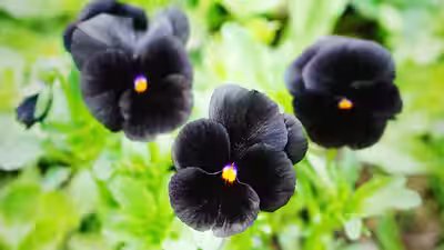 Black Flowers: Black hollyhock to Black Baccara: 5 black flowers that you may have never heard of Black Flowers: Black hollyhock to Black Baccara: 5 black flowers that you may have never heard of