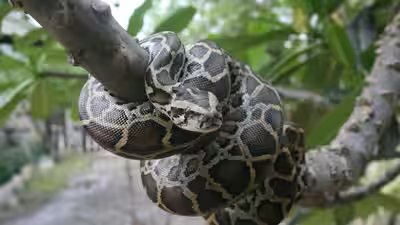 In 2026, Burmese Pythons are not Florida’s only invasive predator, other animals putting native wildlife under growing pressure | In 2026, Burmese Pythons are not Florida’s only invasive predator, other animals putting native wildlife under growing pressure |
