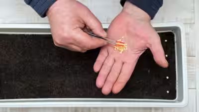 How to buy the right seeds for your balcony garden How to buy the right seeds for your balcony garden