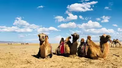 When a mother camel rejects her newborn, Mongolian herders sing to reunite them; the centuries-old tradition is UNESCO-recognised When a mother camel rejects her newborn, Mongolian herders sing to reunite them; the centuries-old tradition is UNESCO-recognised