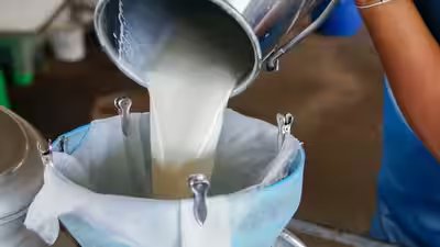 Can you guess India’s Milk Capital? Here’s why this Gujarat city earned the title Can you guess India’s Milk Capital? Here’s why this Gujarat city earned the title
