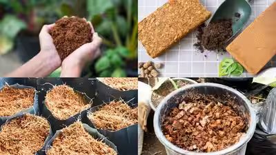 Cocopeat Uses: 5 practical uses of cocopeat every gardener should know Cocopeat Uses: 5 practical uses of cocopeat every gardener should know