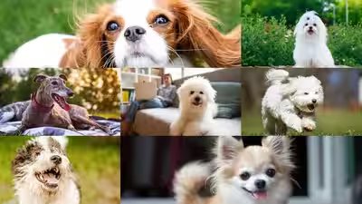 Best Dog Breeds For Seniors: 7 Dog breeds that make great companions for seniors Best Dog Breeds For Seniors: 7 Dog breeds that make great companions for seniors