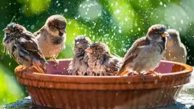 DIY garden birdbath: 5 easy ideas using old household items | DIY garden birdbath: 5 easy ideas using old household items |