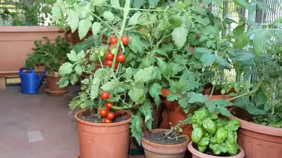 Vegetables To Grow In Pots: How to grow a pizza garden on your balcony: 6 vegetables to grow in pots at home Vegetables To Grow In Pots: How to grow a pizza garden on your balcony: 6 vegetables to grow in pots at home