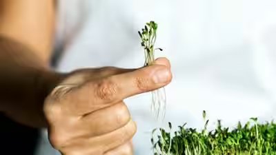 Microgreens: How to grow microgreens: A beginner’s guide to India’s easiest superfood garden Microgreens: How to grow microgreens: A beginner’s guide to India’s easiest superfood garden