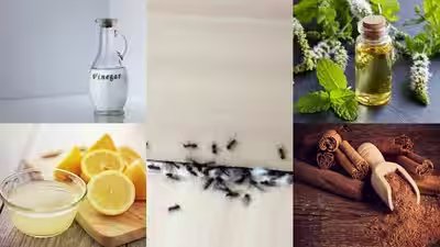 Natural Ant Deterrents: How to protect your home from ants using simple natural ingredients | Natural Ant Deterrents: How to protect your home from ants using simple natural ingredients |