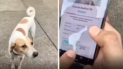 IIT Bombay gives stray dogs QR IDs; internet says ‘Dogesh Bhai is a citizen’ IIT Bombay gives stray dogs QR IDs; internet says ‘Dogesh Bhai is a citizen’