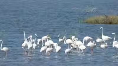 Dholera’s wildlife: A hidden ecosystem of birds, grasslands and coastal life | Dholera’s wildlife: A hidden ecosystem of birds, grasslands and coastal life |