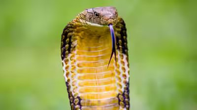 Ophiophagus Hannah: In 1836, the king cobra was called Hamadryas hannah: How one of Asia’s most famous snakes got its modern name Ophiophagus hannah Ophiophagus Hannah: In 1836, the king cobra was called Hamadryas hannah: How one of Asia’s most famous snakes got its modern name Ophiophagus hannah