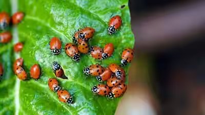 Ladybugs Gardening Benefits: Why every gardener loves ladybugs: 5 Amazing benefits you should know Ladybugs Gardening Benefits: Why every gardener loves ladybugs: 5 Amazing benefits you should know