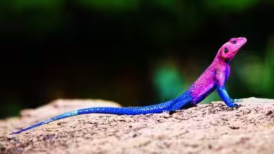 Meet the real-life ‘Spider-Man’ lizard: 5 places to spot the unique Mwanza flat-headed rock agama in wild | Meet the real-life ‘Spider-Man’ lizard: 5 places to spot the unique Mwanza flat-headed rock agama in wild |