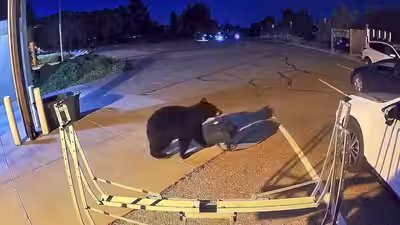 Hungry bears are entering homes, shops and neighbourhoods across the US; here’s what is driving the alarming trend Hungry bears are entering homes, shops and neighbourhoods across the US; here’s what is driving the alarming trend