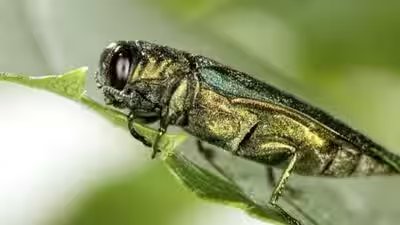 In 2026, Emerald Ash borers continue killing Ash Trees across North America; How one tiny beetle is transforming forests | In 2026, Emerald Ash borers continue killing Ash Trees across North America; How one tiny beetle is transforming forests |