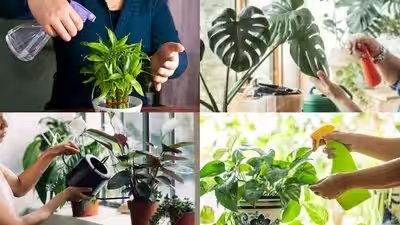Plants That Can Grow Without Soil: 5 plants that can grow without soil Plants That Can Grow Without Soil: 5 plants that can grow without soil